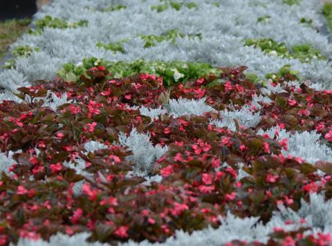 DSC_5667_0.jpg DSC_5667_0.jpg