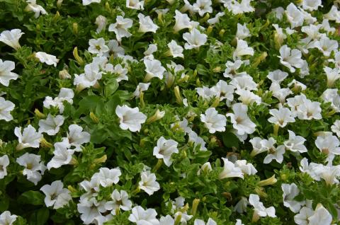 DSC_5713_0.jpg DSC_5713_0.jpg