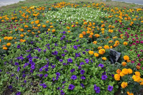 DSC_5719_0.jpg DSC_5719_0.jpg
