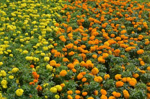 DSC_5730_0.jpg DSC_5730_0.jpg