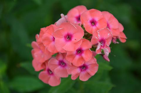 DSC_5823_0.jpg DSC_5823_0.jpg