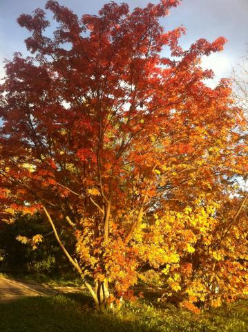 IMG_1525_0.jpg IMG_1525_0.jpg